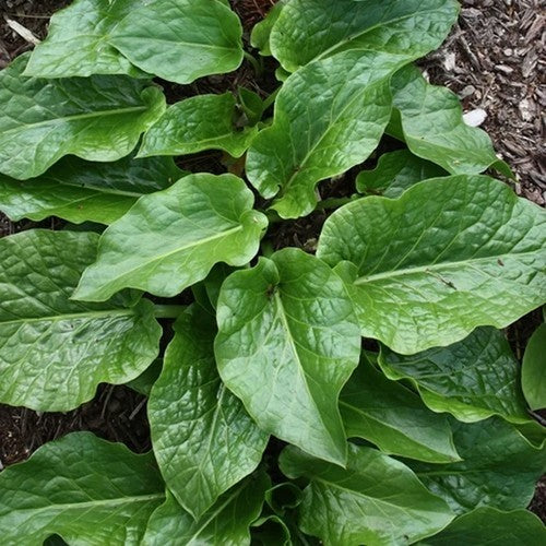 Cardiocrinum cordatum