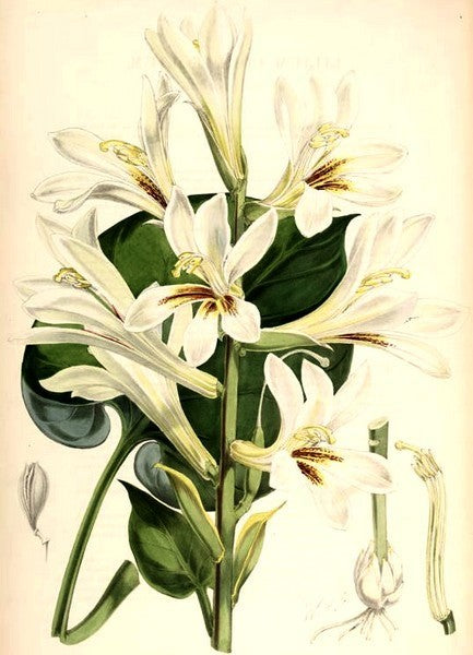 Cardiocrinum cordatum