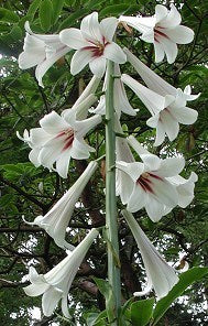 Cardiocrinum giganteum