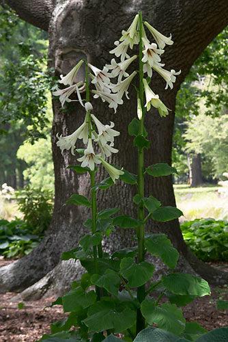 Cardiocrinum giganteum