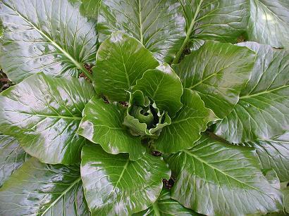 Cardiocrinum giganteum
