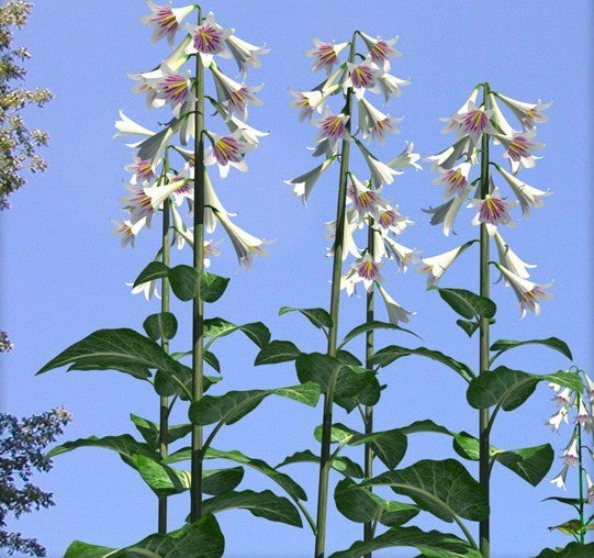 Cardiocrinum giganteum