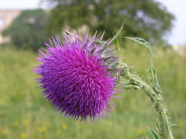 Musk Thistle
