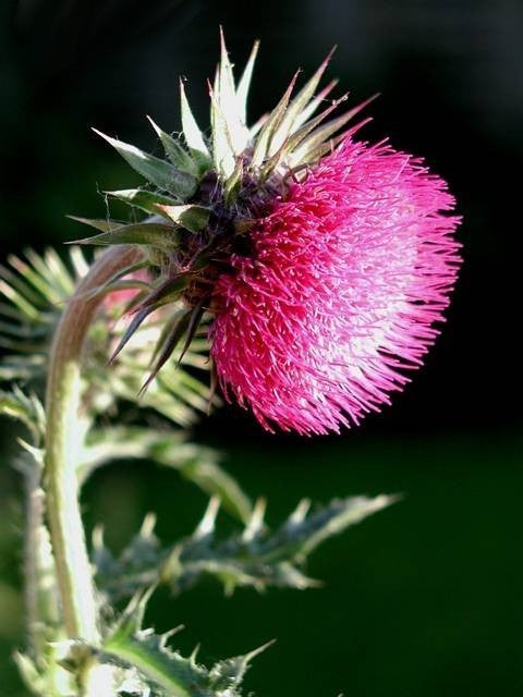 Musk Thistle