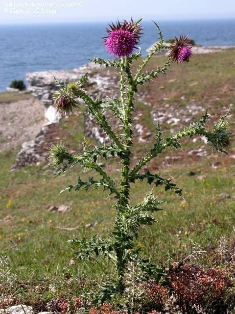 Musk Thistle