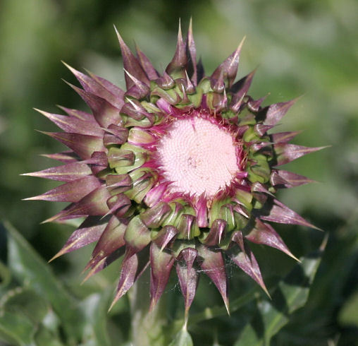 Musk Thistle
