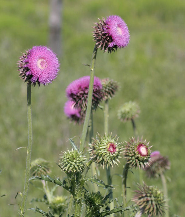 Musk Thistle