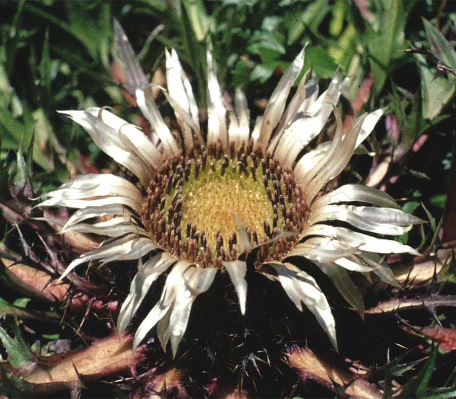 Carlina acaulis 'Simplex'