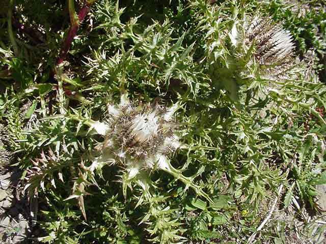 Carlina acaulis 'Simplex'