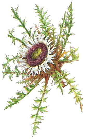 Carlina acaulis 'Simplex'