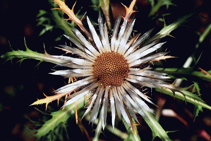 Carlina acaulis 'Simplex'