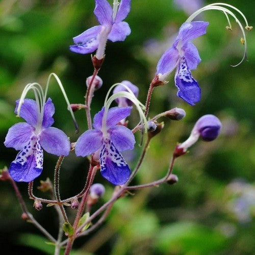 Caryopteris divaricata