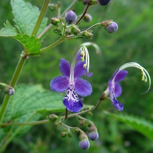 Caryopteris divaricata