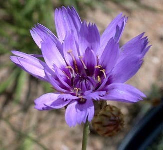 Catananche caerulea 'Blue'