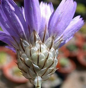 Catananche caerulea 'Blue'