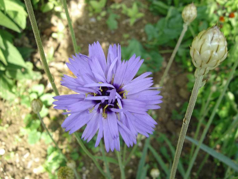 Catananche caerulea 'Blue'