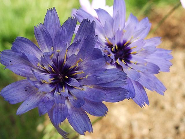 Catananche caerulea 'Blue'