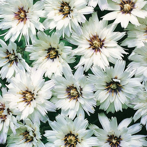 Catananche caerulea 'Alba'