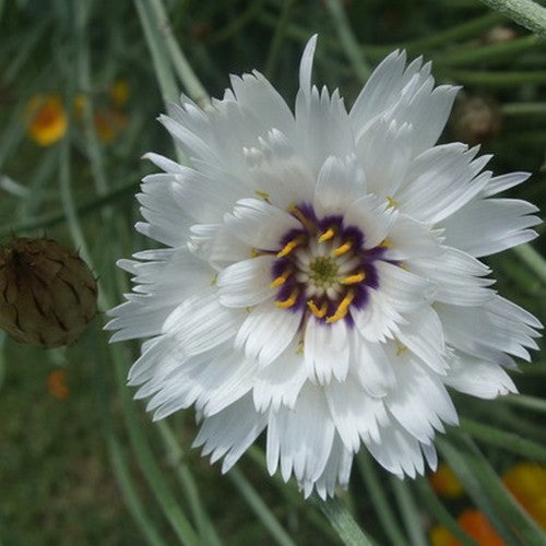 Catananche caerulea 'Alba'
