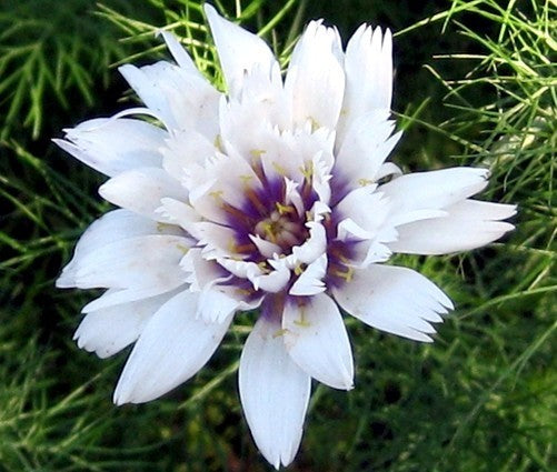 Catananche caerulea 'Alba'