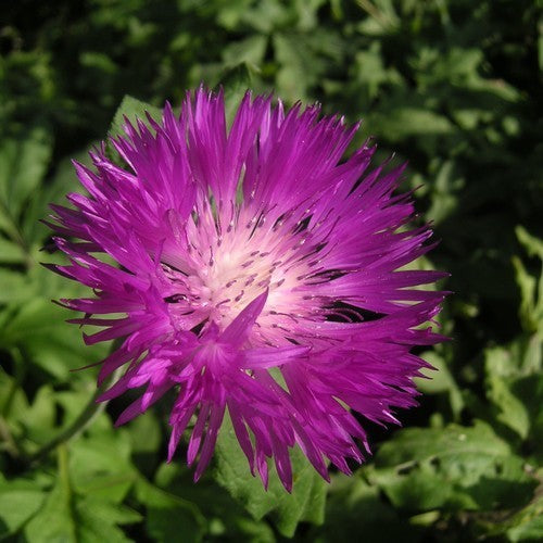 Centaurea dealbata