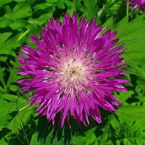 Centaurea dealbata