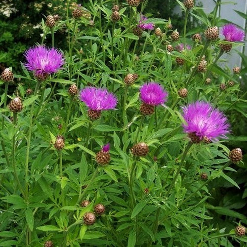 Centaurea dealbata