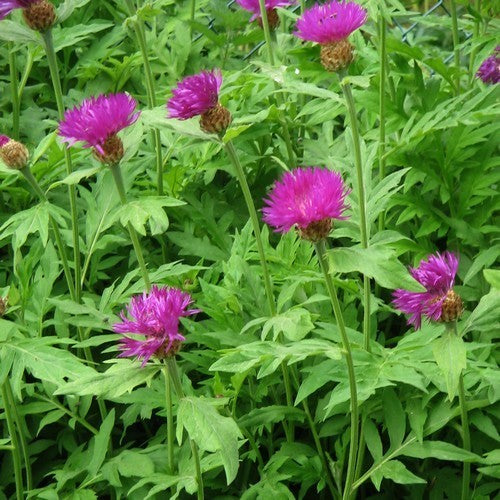 Centaurea dealbata