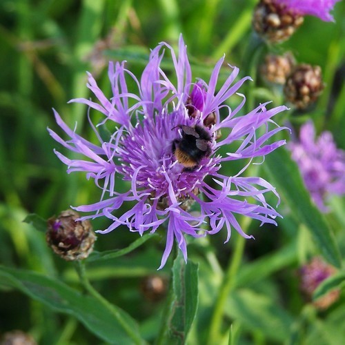 Centaurea jacea