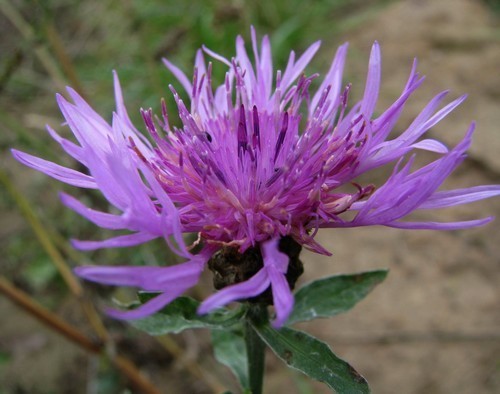 Centaurea jacea