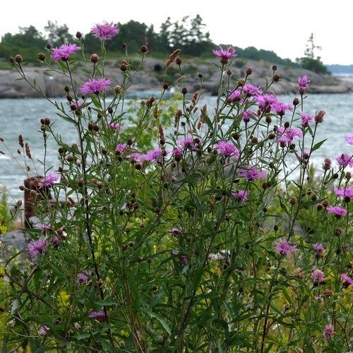 Centaurea jacea