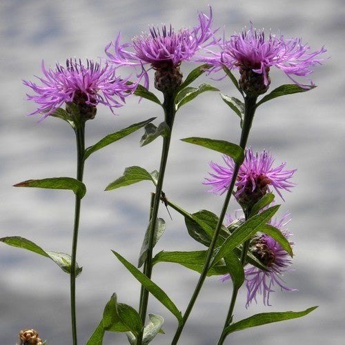 Centaurea jacea
