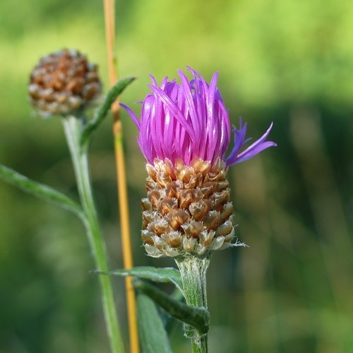 Centaurea jacea