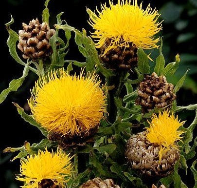 Centaurea macrocephala