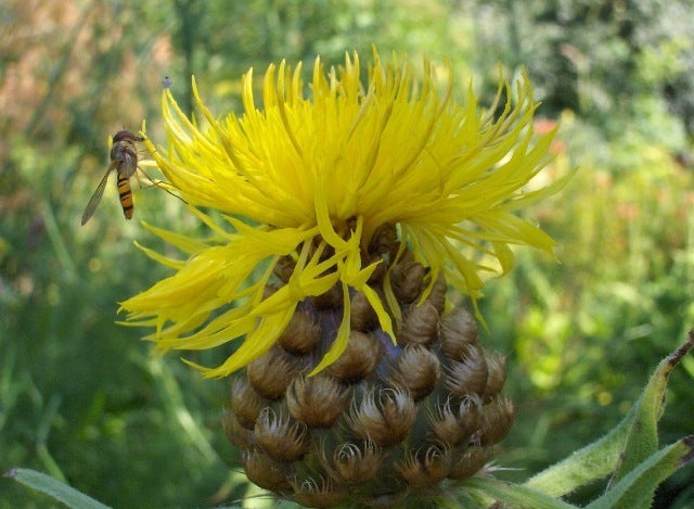 Centaurea macrocephala
