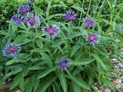 Perennial cornflower