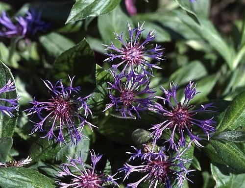 Perennial cornflower