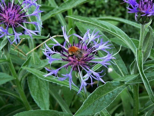 Perennial cornflower
