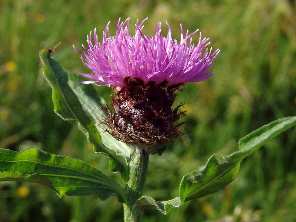 Centaurea nigra