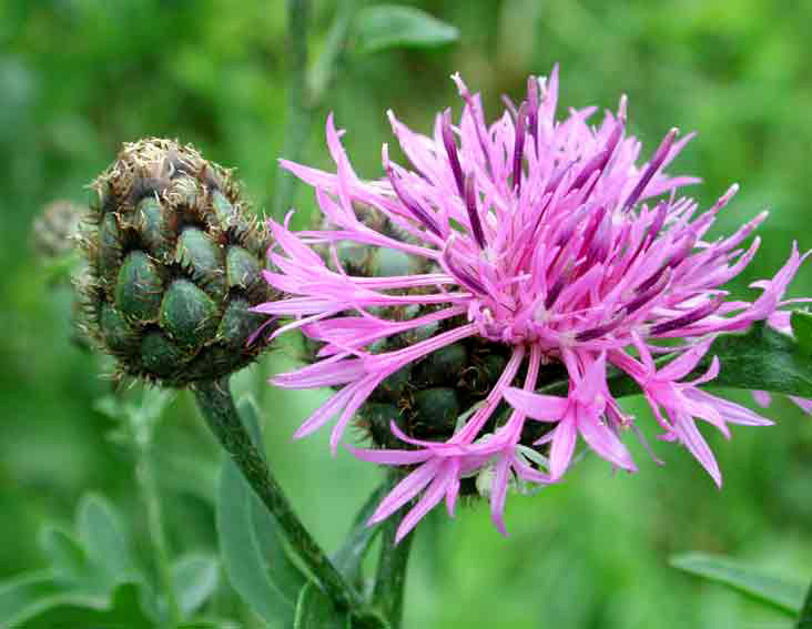 Centaurea scabiosa