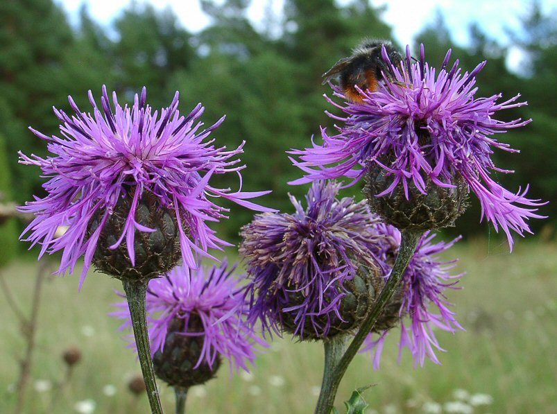 Centaurea scabiosa