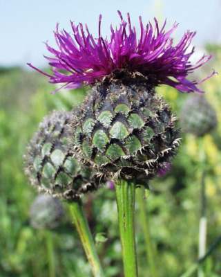 Centaurea scabiosa