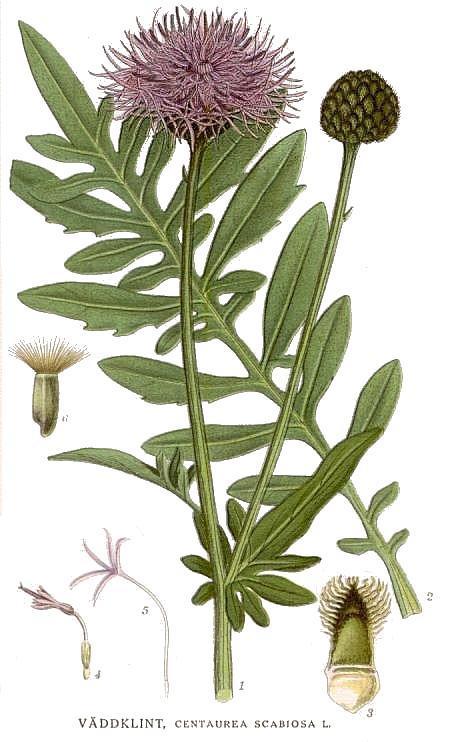 Centaurea scabiosa