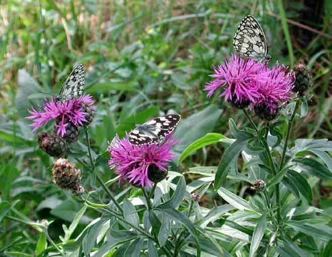 Centaurea scabiosa