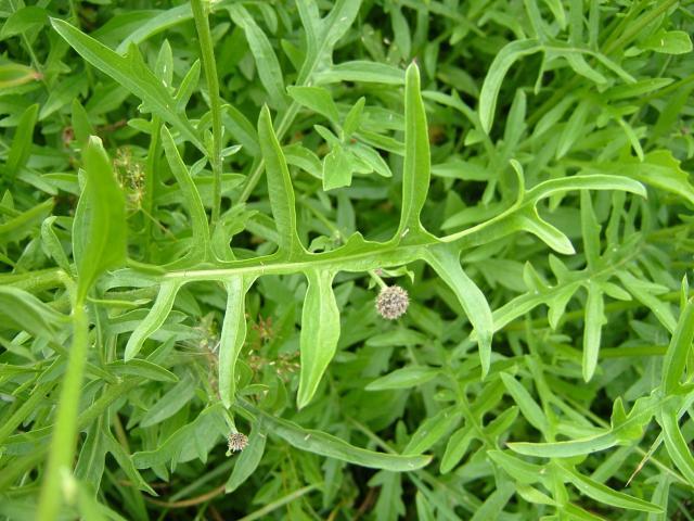 Centaurea scabiosa