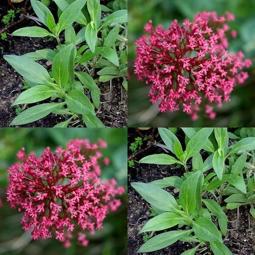 Centranthus ruber 'Red'