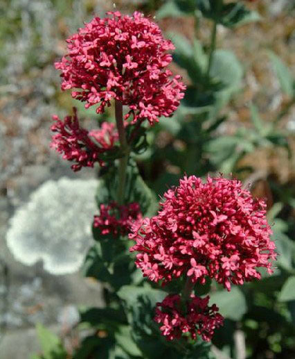 Centranthus ruber 'Red'