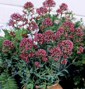 Centranthus ruber 'Red'