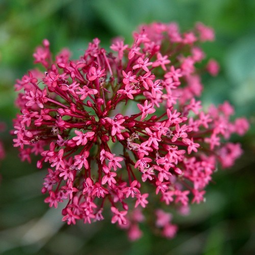 Centranthus ruber 'Red'