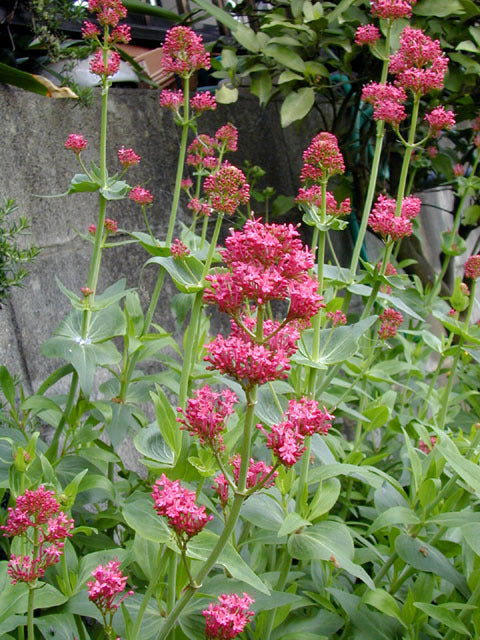 Centranthus ruber 'Red'